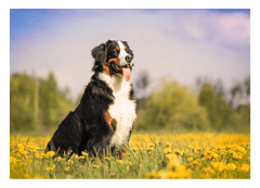 Bernersennen-Hund in Blumenwiese