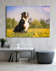 After Hover: Bernersennen-Hund in Blumenwiese