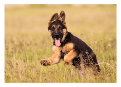 Süßer Schäferhund-Welpe