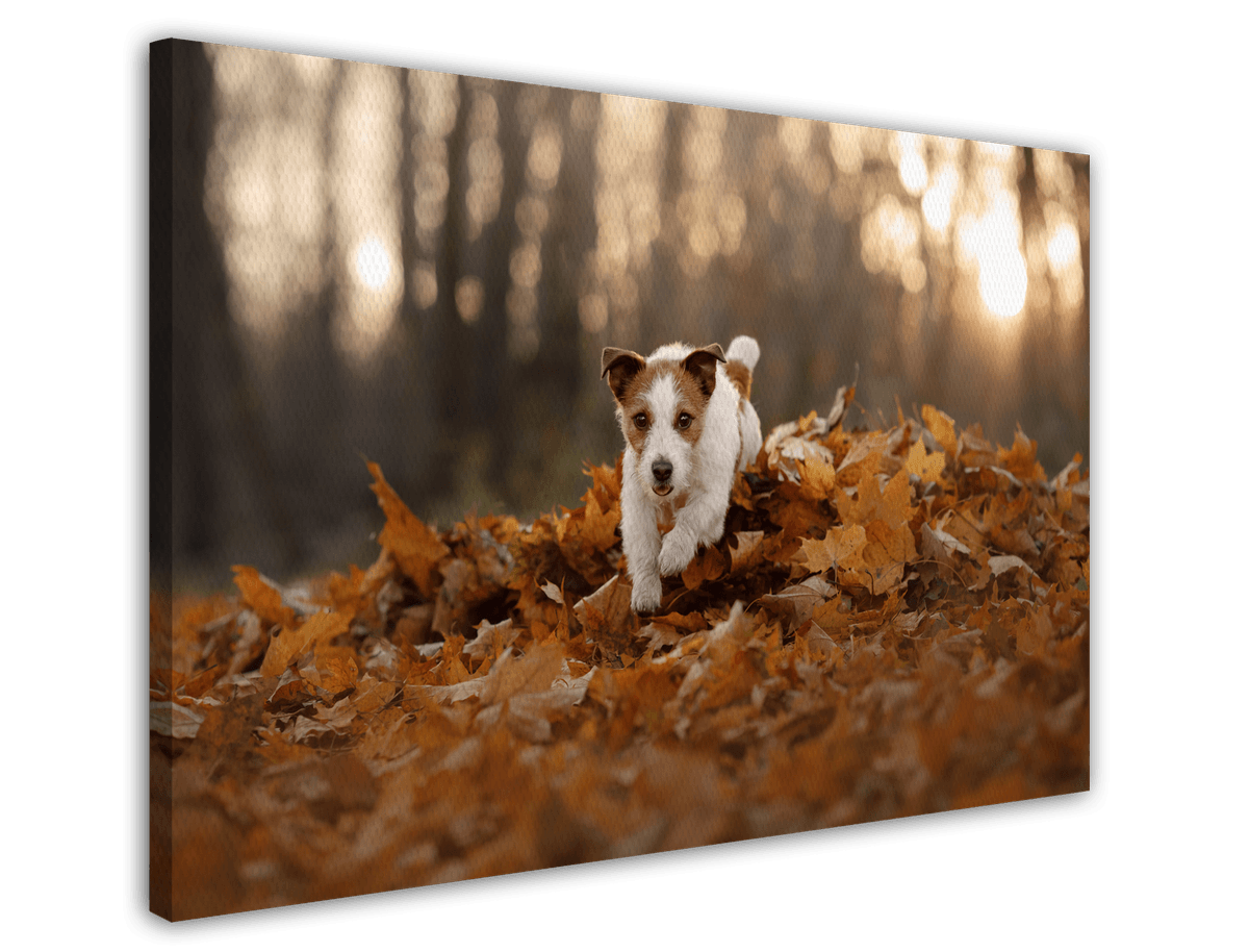 stretched-canvas