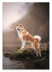 Akita Inu am Wasser