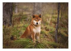 Shiba Inu im Wald