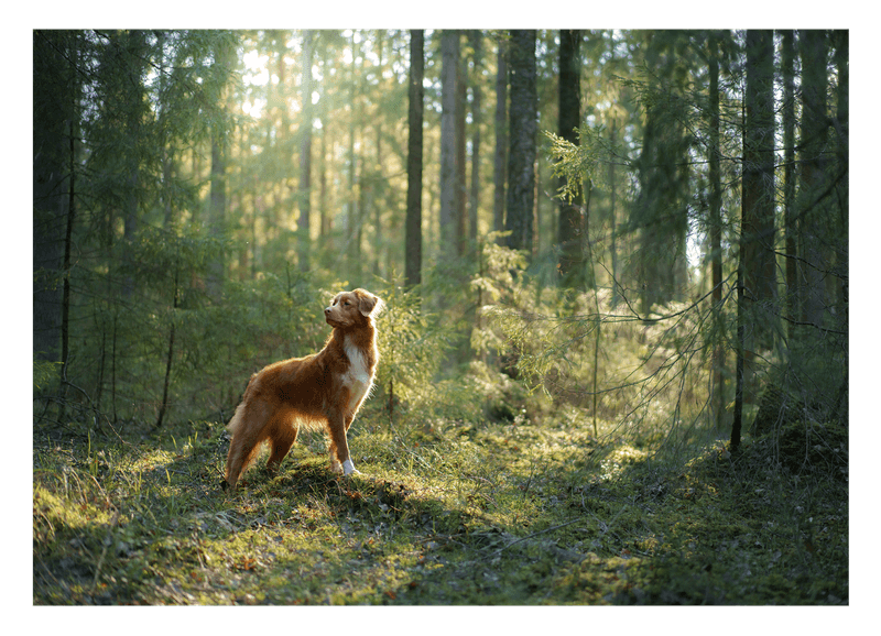 Hund im Wald