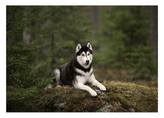 Husky im Wald