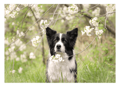 Süßer Hund in Blütenlandschaft