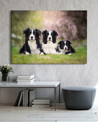 After Hover: Border Collies