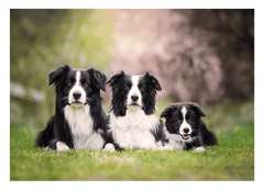 Border Collies