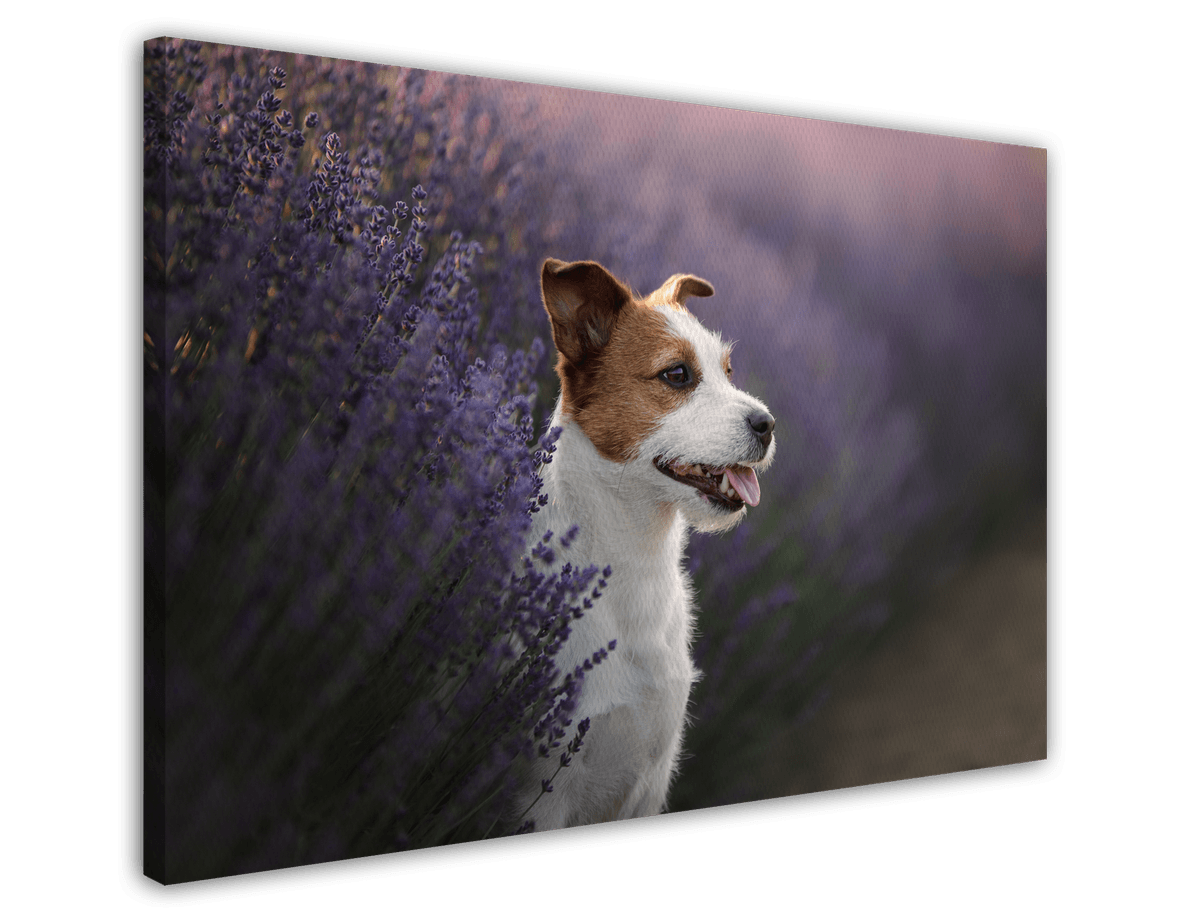 stretched-canvas