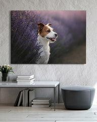 After Hover: Jack Russel Terrier im Lavendel