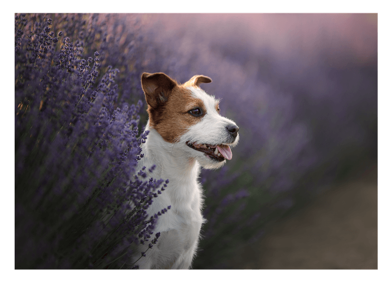 Jack Russel Terrier im Lavendel