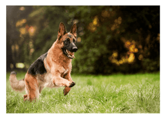 Rennender Schäferhund