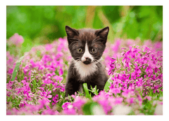 Katzen-Baby in Blumenwiese