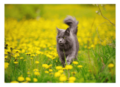 Katze in Blumenwiese