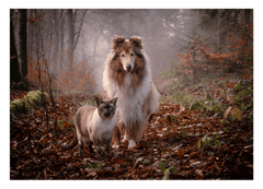 Katze und Hund in der Natur