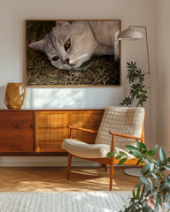 After Hover: Süße Katze