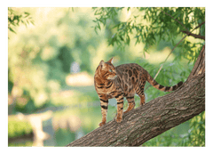 Katze auf Baum