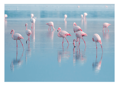 Flamingos im Wasser