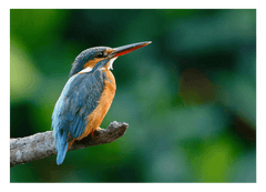 Eisvogel auf einem Ast