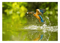 Jagender Eisvogel am Wasser