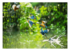 Eisvögel auf der Jagd