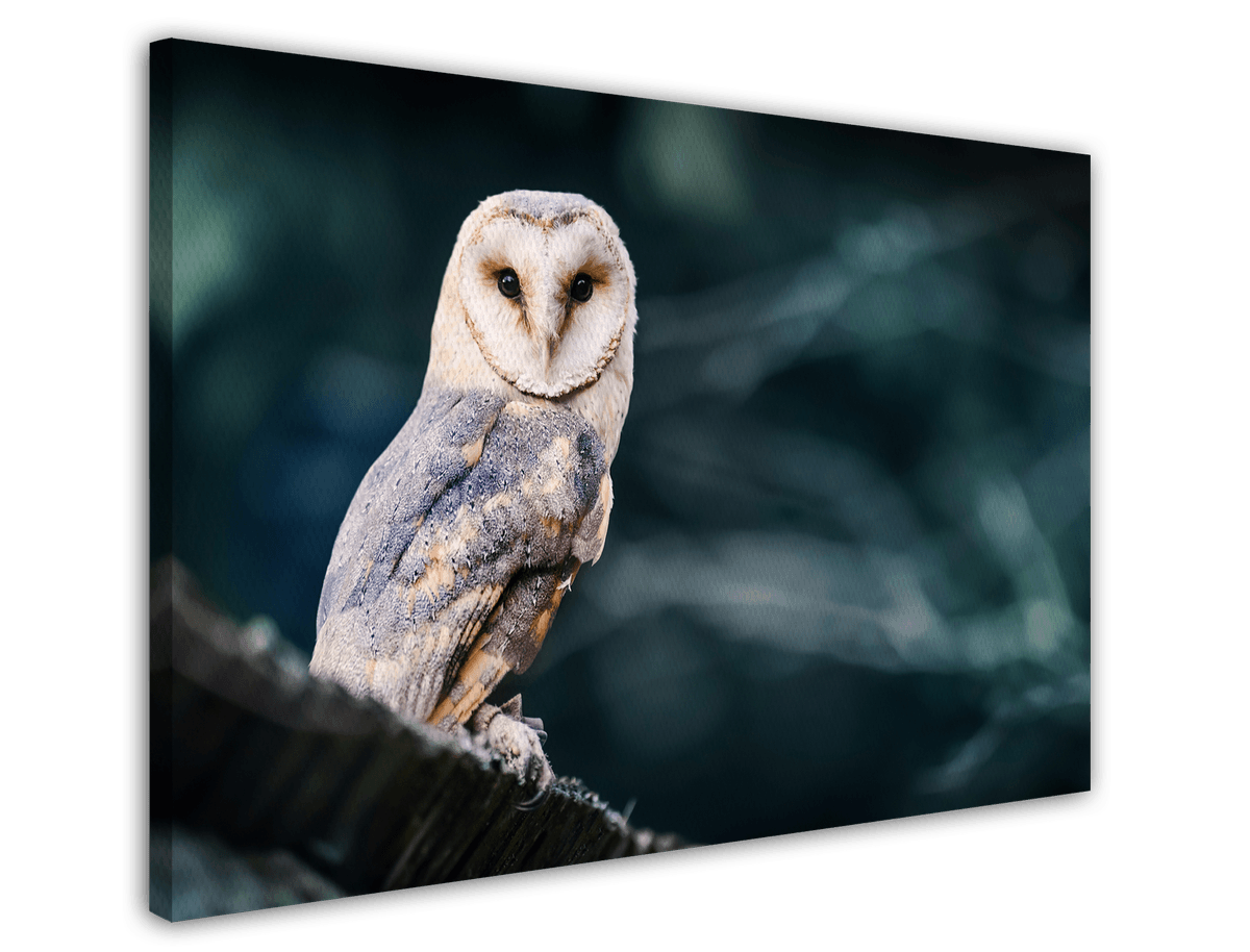 stretched-canvas