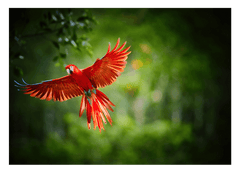 Fliegender roter Papagei