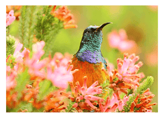 Tropischer Vogel in Blumen