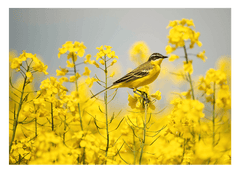 Vogel im Blumenmeer