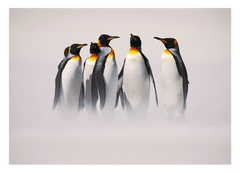 Pinguine im Schnee