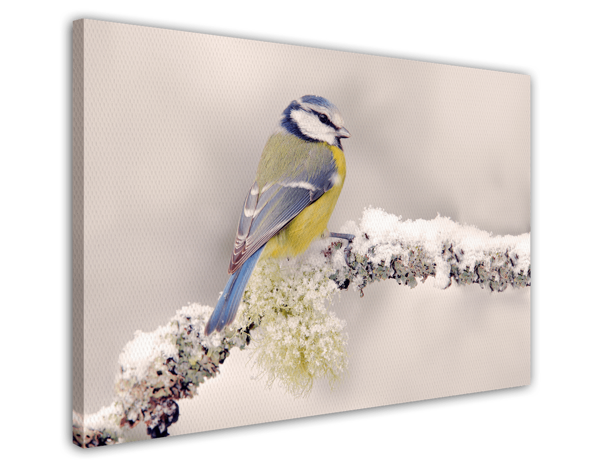 stretched-canvas
