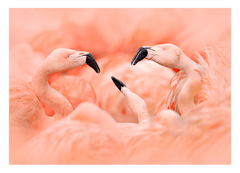 Flamingos