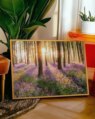 After Hover: Blumenwiese im Wald