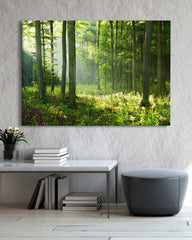 After Hover: Wald-Landschaft