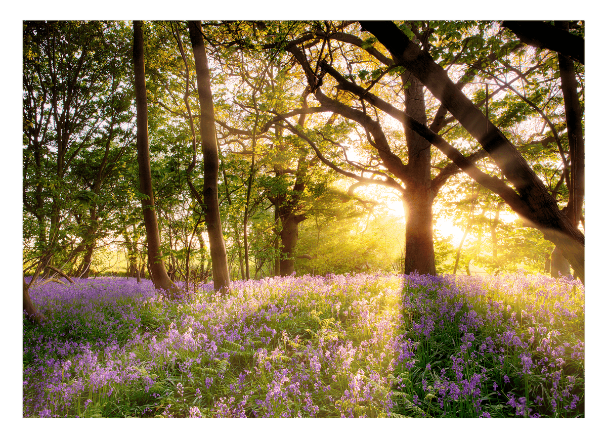 Blumen im Wald auf sonniger Lichtung