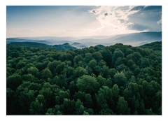 Wald von oben