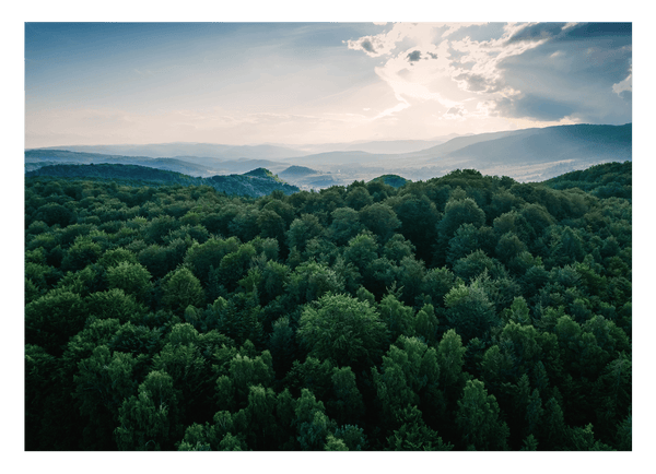 Sonne über grünem Wald von oben