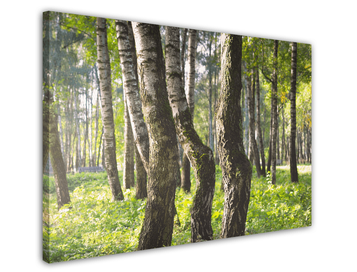 stretched-canvas