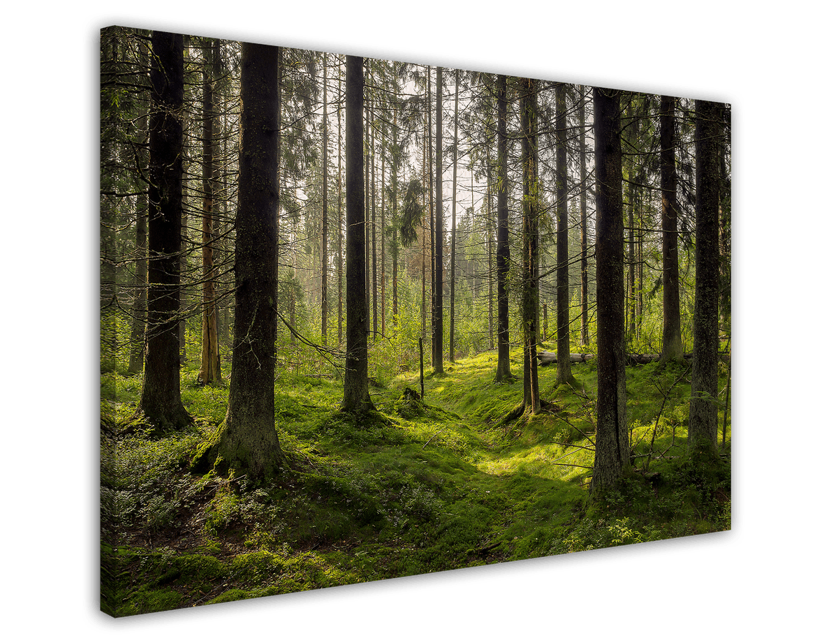 stretched-canvas