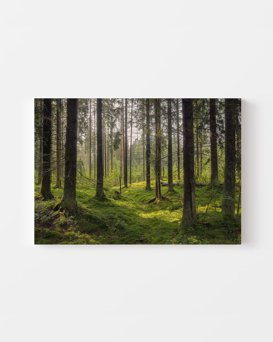 stretched-canvas