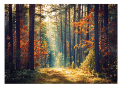 Herbst im Wald