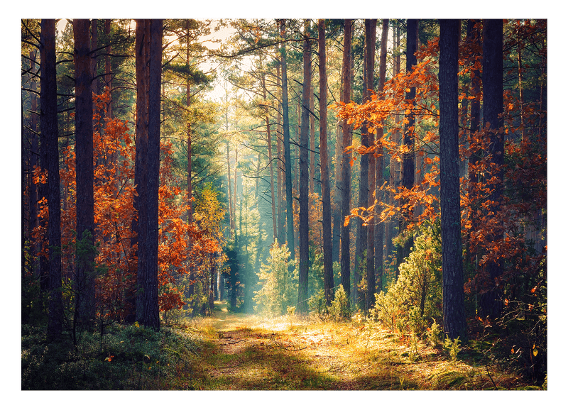 Herbst im Wald