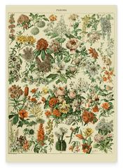 Adolphe Philippe Millot - Vintage Blumen-Übersicht