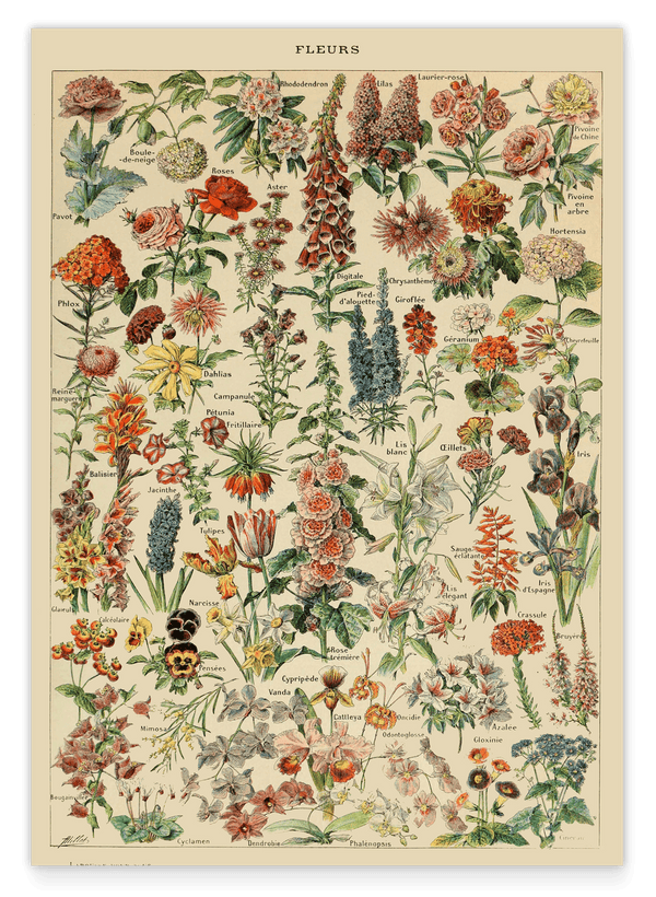 Adolphe Philippe Millot - Vintage Blumen-Übersicht