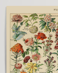After Hover: Adolphe Philippe Millot - Vintage Blumen-Übersicht