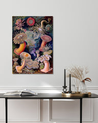 After Hover: Ernst Haeckel - Anemonen