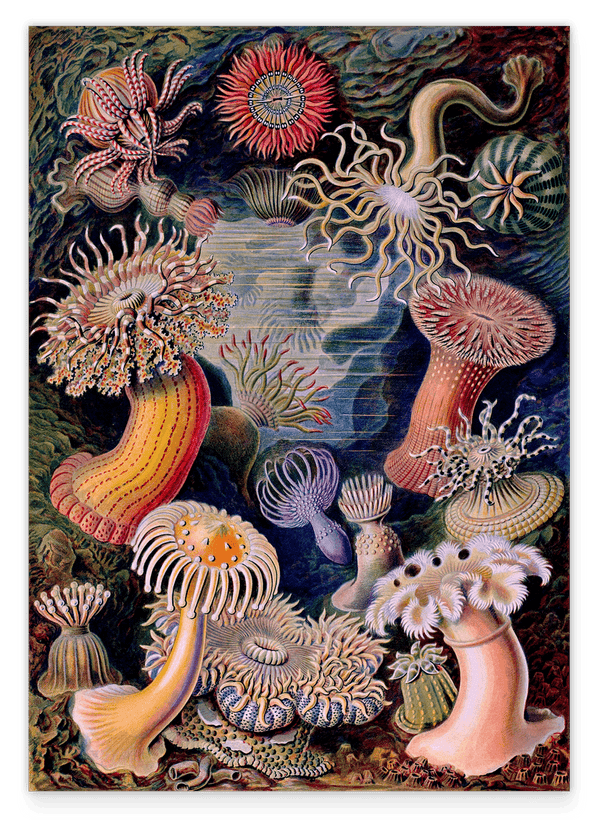 Ernst Haeckel - Anemonen