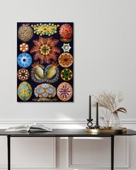 After Hover: Ernst Haeckel - Ascidian