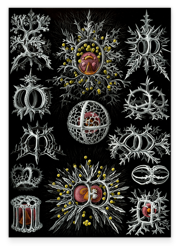 Ernst Haeckel - Mycetozoa