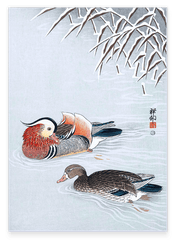 Ohara Koson - Enten im See