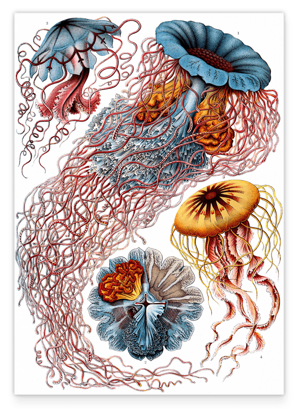 Ernst Haeckel - Quallen